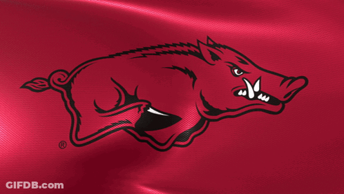Boar With Sharp Teeth On Red Background GIF