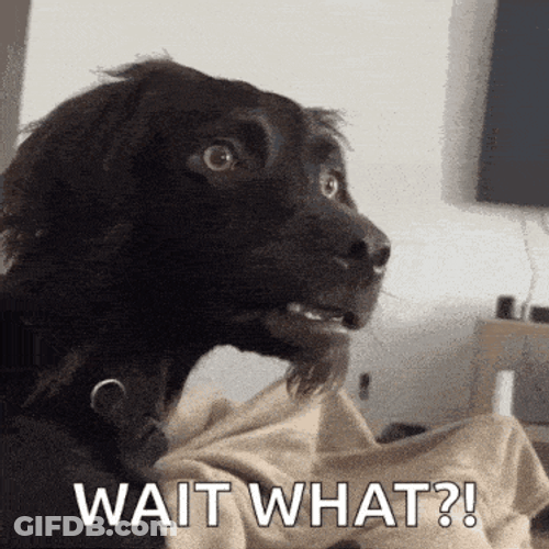 Bobawooyo Dog Confused GIF