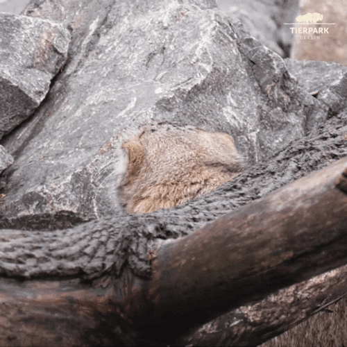 Bobcat Grumpy Cat GIF