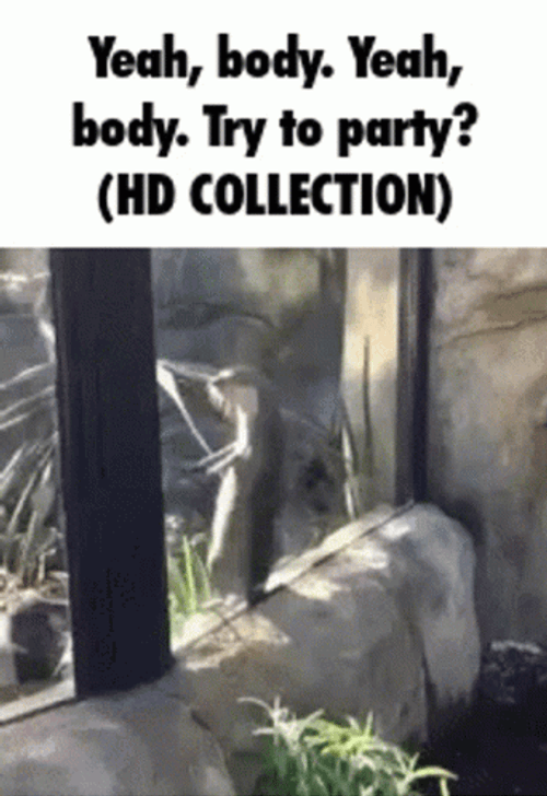 Body Party HD Collection GIF