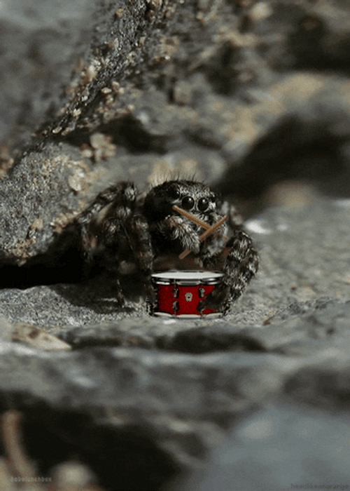 Bold Jumper Spider Drumming GIF