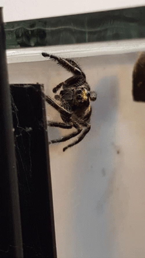 Bold Jumper Spider GIF