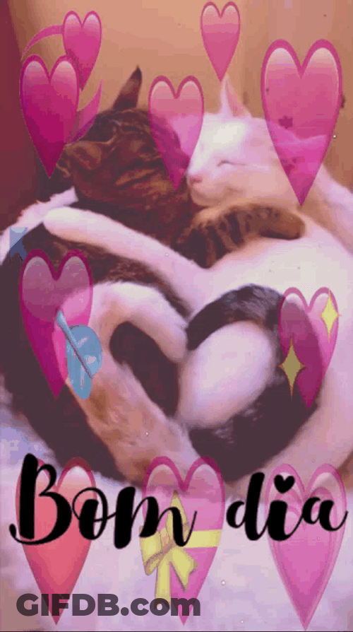 Bom Dia Cats Cuddle GIF