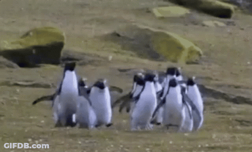 Bom Dia Familia Penguins Parade GIF