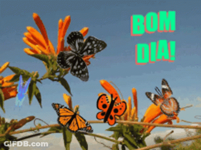 Bom Dia Flowers Butterflies GIF