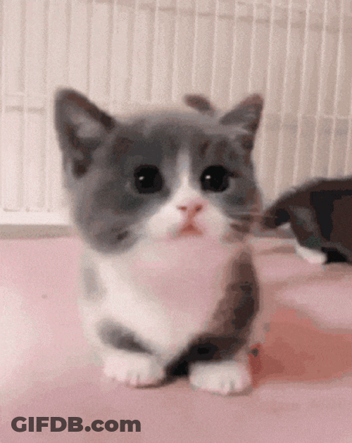 Bomb GIF