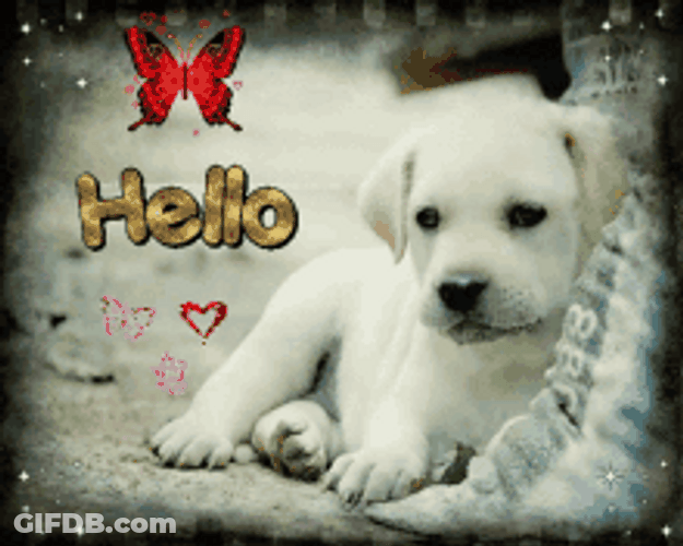 Bonjour White Puppy Graphic Design GIF