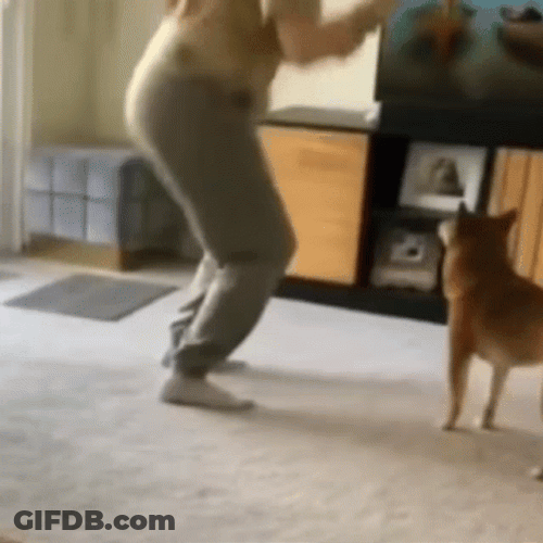 Bonk Dog GIF