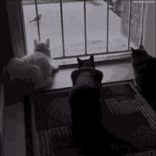 Boo Scared Dog And Cats GIF