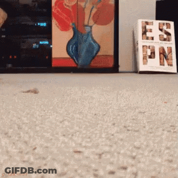 Book Called Esn On Carpet Next To Vase GIF