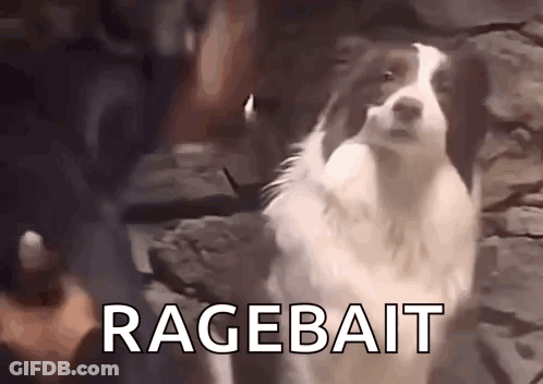 Border Collie At Stone Wall With Ragebait GIF