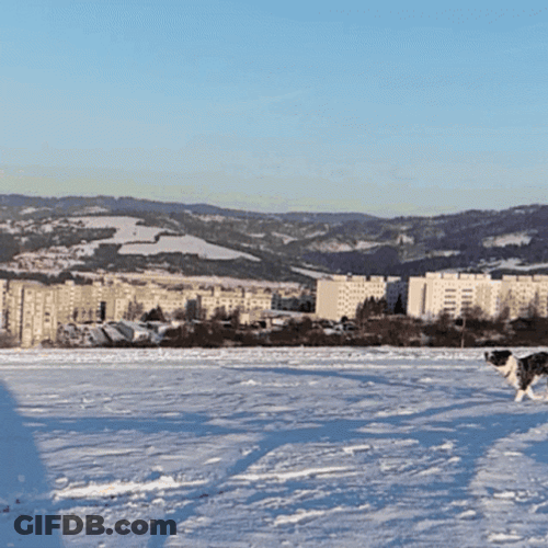 Border Collie Catching Frisbee Disc GIF