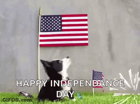 Border Collie Puppy Looking Up At American Flag GIF