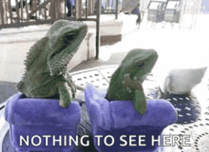 Bore Lizards Sitting Outside Nothing To See Here GIF