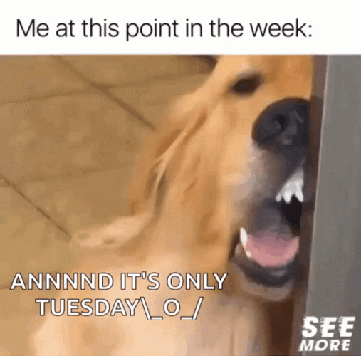 Bored Dog Having Funny Tuesday GIF
