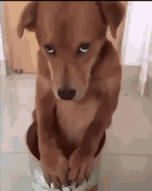 Bored Pleading Dog GIF