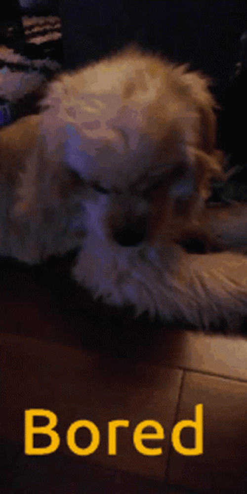 Bored Puppy Dog GIF
