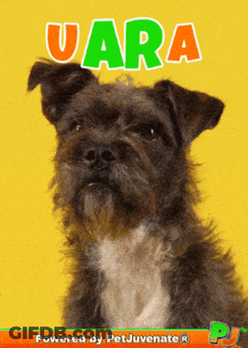 Bork Cute Doggo GIF