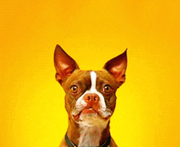 Boston Terrier Dog Smiling GIF