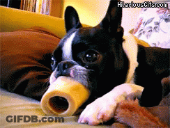 Boston Terrier Laying On Bed With Bone GIF