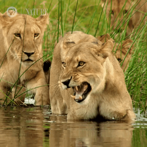 Botswana Angry Barbary Lion GIF