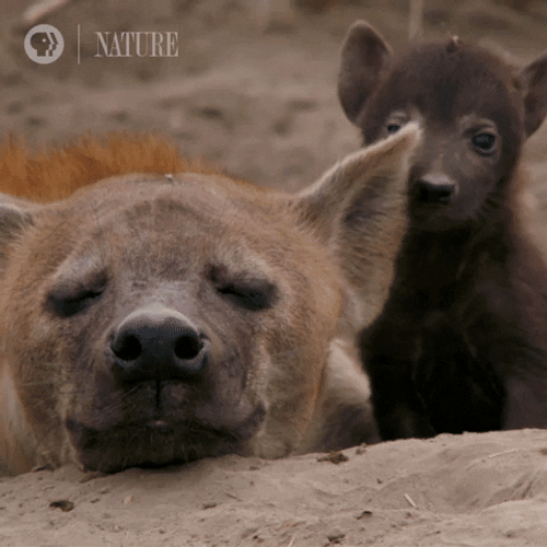Botswana Animal Spotted Hyena GIF