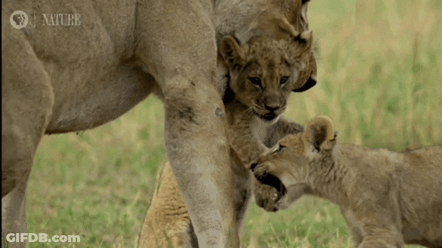 Botswana Barbary Lion Mom GIF