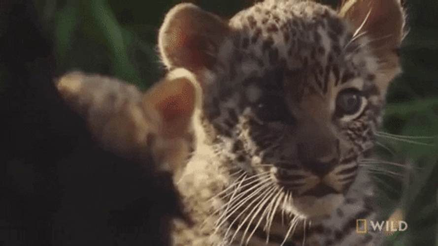Botswana Jaguar South Africa GIF