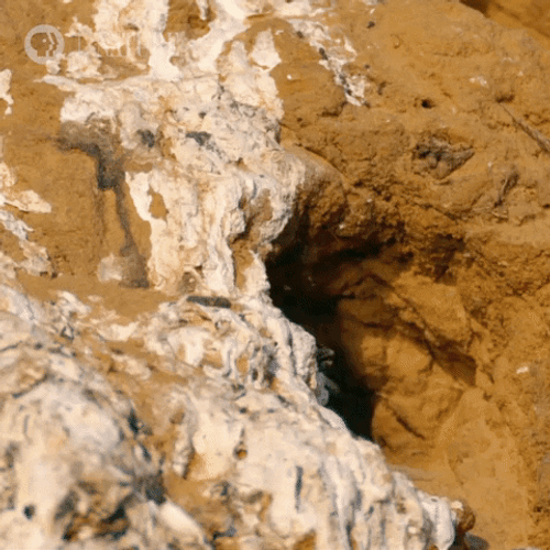 Botswana Southern Carmine Bee-Eater GIF