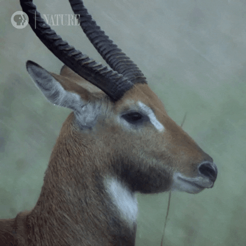 Botswana Waterbuck Antelope Raining GIF