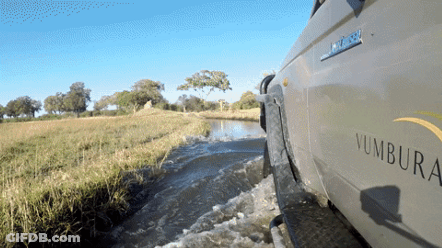 Botswana Yellow Zebra Safaris GIF