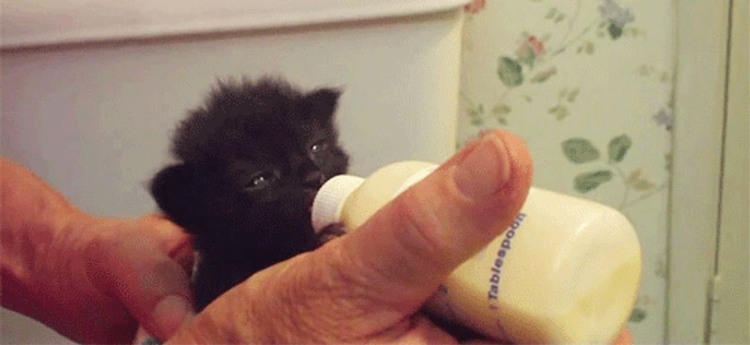 Bottle Feeding A Cute Kitten GIF