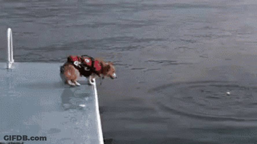 Bouncing Doggo Feels Like A Seals GIF