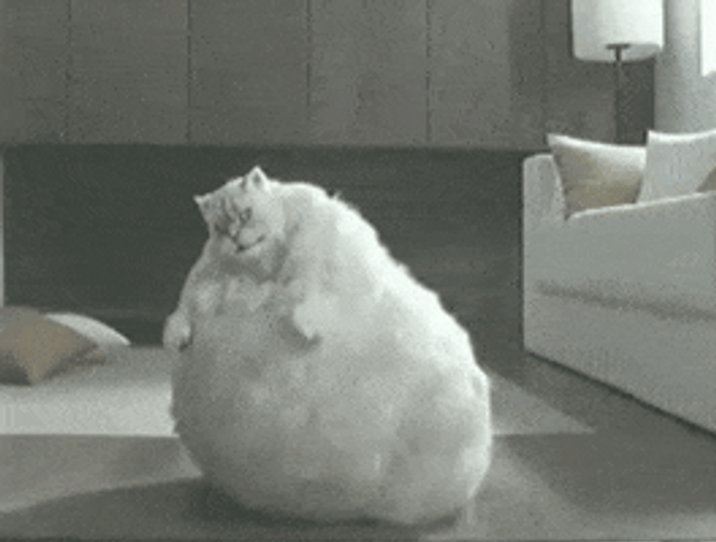 Bouncing Fat Cat GIF