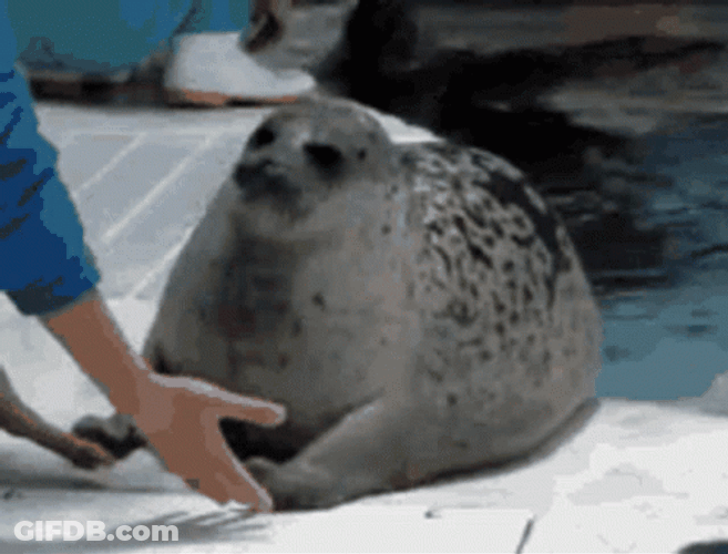 Bouncing Seals Back To Water GIF