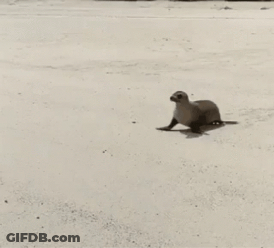 Bouncing Seals Coming Back To The Ocean GIF