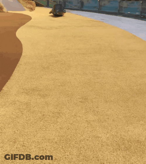 Bouncing Seals Coming To Greet You GIF