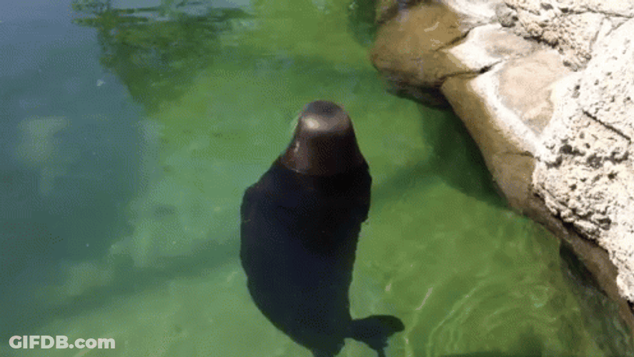 Bouncing Seals Doing Water Twirl GIF