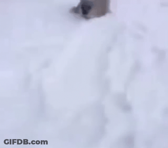Bouncing Seals Fast Into The Snow Ground GIF