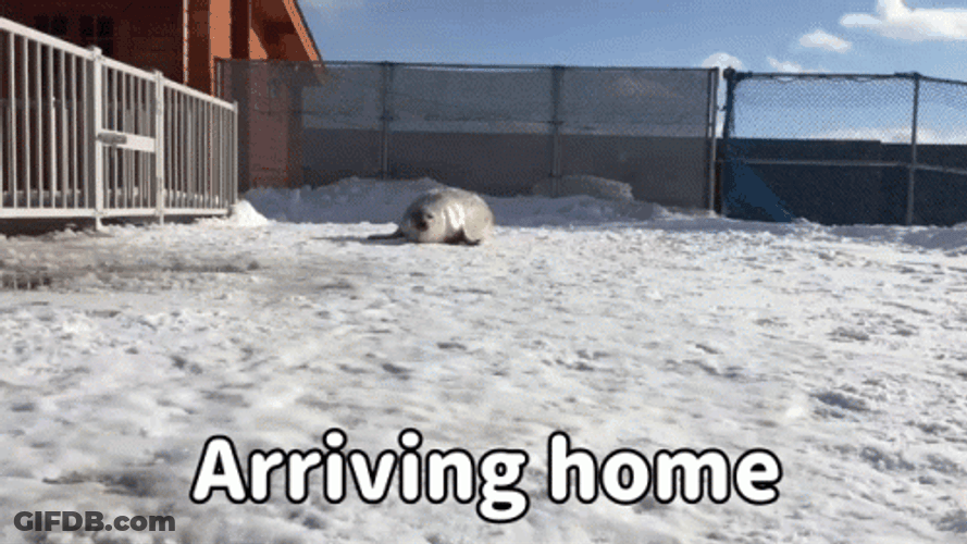 Bouncing Seals Feels Like Arriving Home GIF