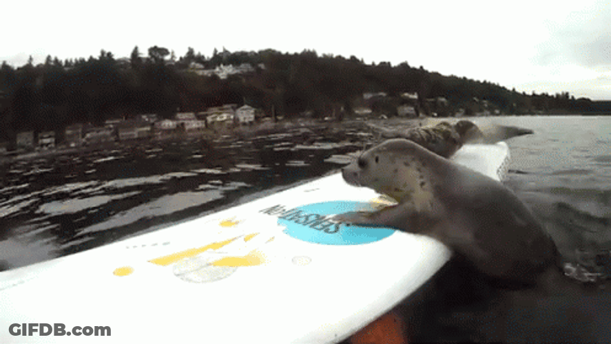 Bouncing Seals Getting On The Board GIF