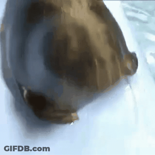 Bouncing Seals Giving A Kiss GIF