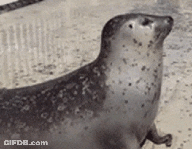 Bouncing Seals Grooving On The Ground GIF