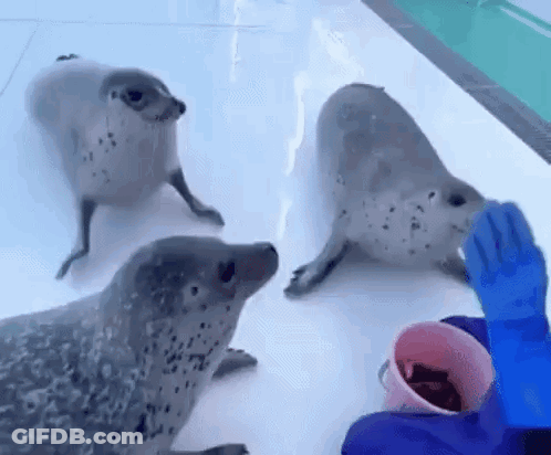 Bouncing Seals Happy For Meal Time GIF