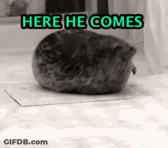 Bouncing Seals Here He Comes GIF