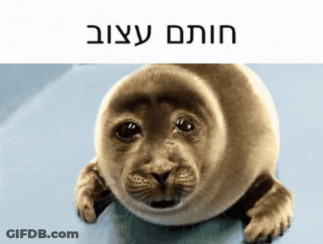 Bouncing Seals Just Woke Up GIF