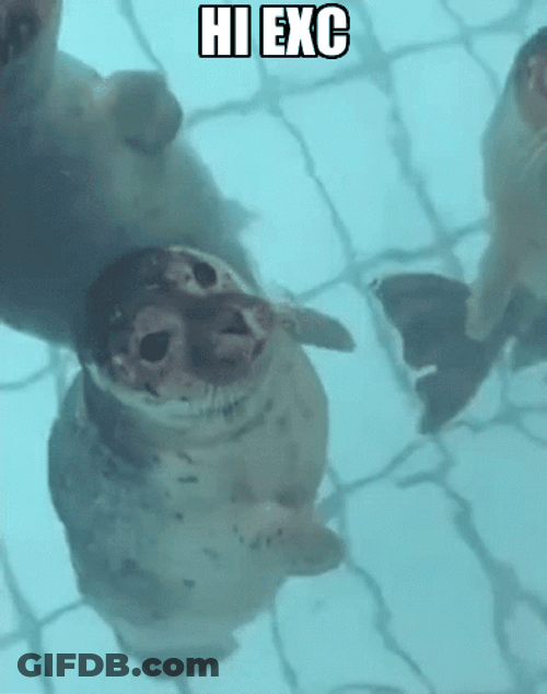 Bouncing Seals Kissing GIF