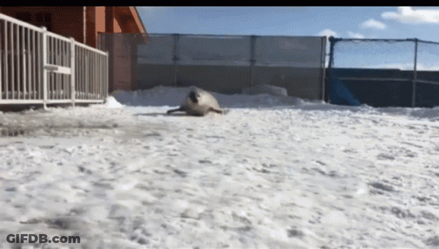 Bouncing Seals On The Snows GIF