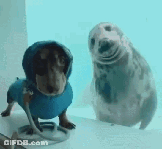 Bouncing Seals Paw Friend GIF