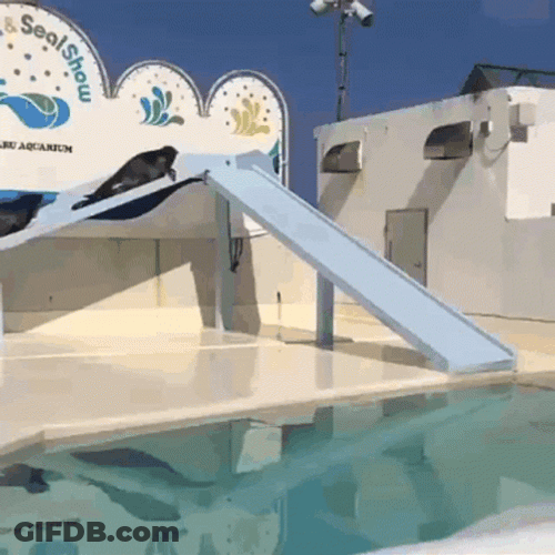 Bouncing Seals Ready To Slide GIF